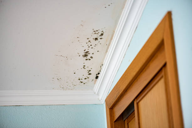 Best Industrial Mold Remediation in Windsor, NC