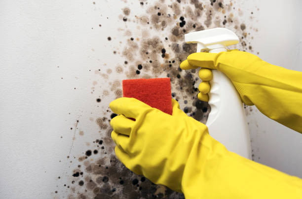 Best Industrial Mold Remediation in Windsor, NC