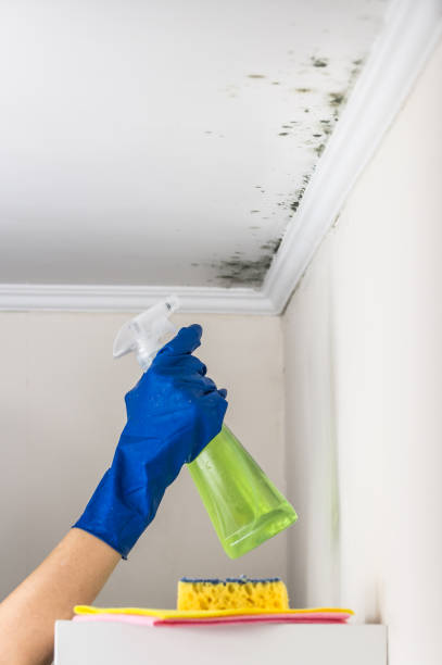 Best White Mold Remediation in Windsor, NC