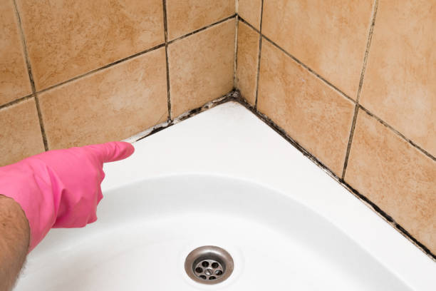 Best White Mold Remediation in Windsor, NC